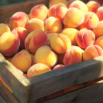 A wooden crate filled with ripe, colorful peaches at a farmer’s market, bathed in natural sunlight